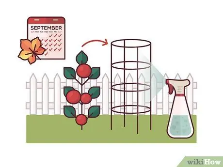 Помидоры на коле Шаг 14