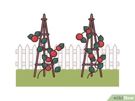 Помидоры на колышках Шаг 17