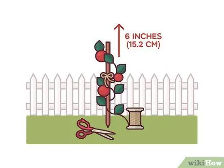 Помидоры на колышках Шаг 5