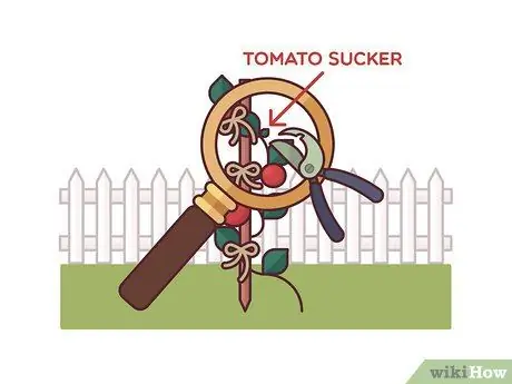 Помидоры на колышках Шаг 7