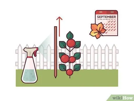 Помидоры на колышках Шаг 8