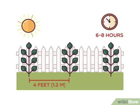 Помидоры на колышках Шаг 9