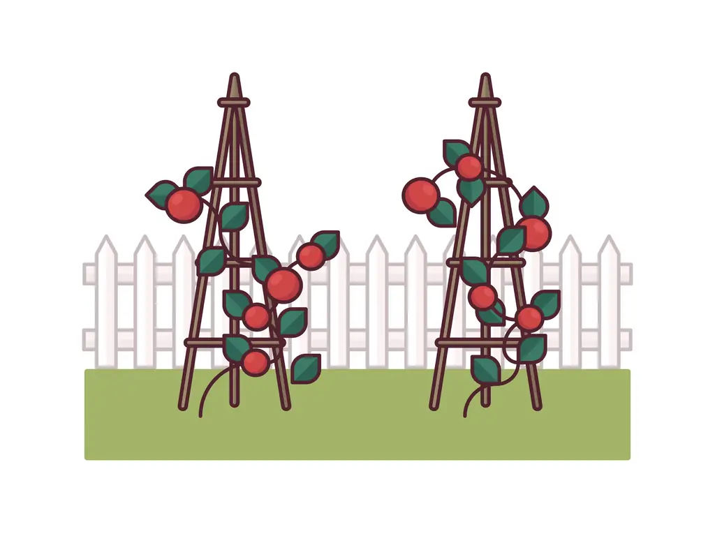 3 способа размещения растений томатов на стойках