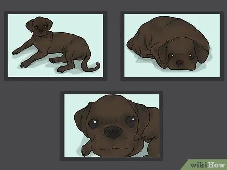 Сфотографируйте домашних животных Шаг 10