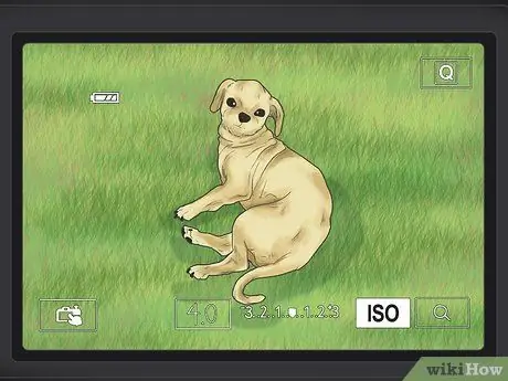 Сфотографируйте домашних животных Шаг 5