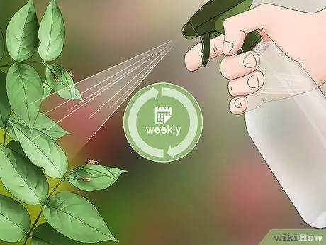 Убить мучнистых червецов Шаг 5