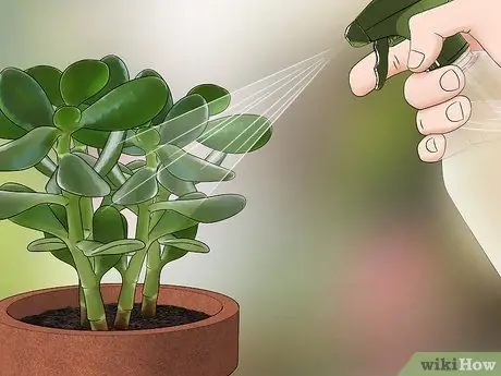 Убить мучнистых червецов, шаг 7