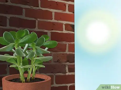 Убить мучнистых червецов Шаг 8