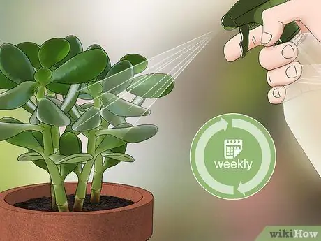 Убить мучнистых червецов Шаг 9
