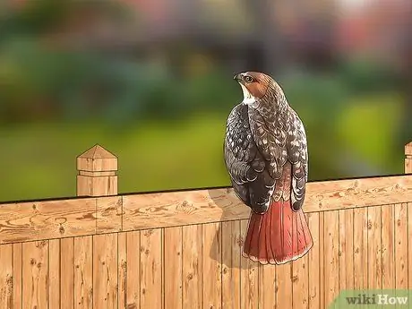 Держите птиц подальше, шаг 3