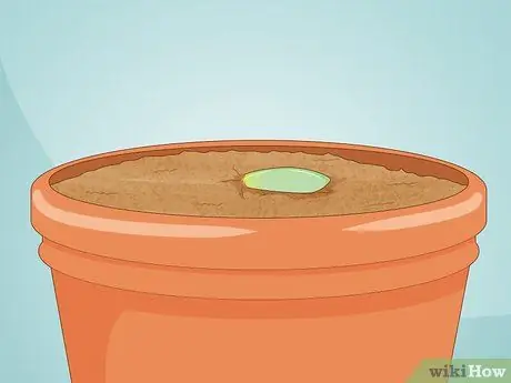 Размножение суккулентов черенками Шаг 11