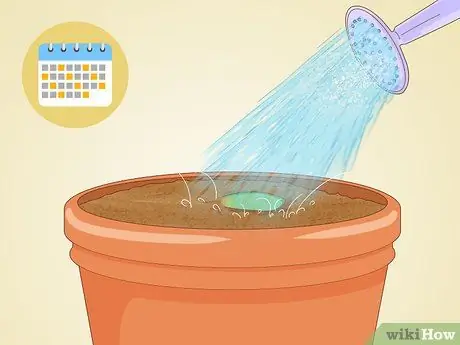 Размножение суккулентов черенками Шаг 12