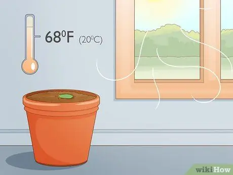 Размножение суккулентов черенками Шаг 13