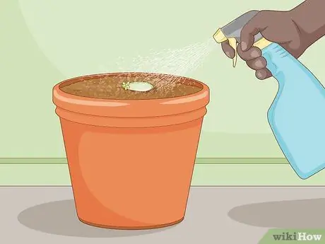 Размножение суккулентов черенками, шаг 14