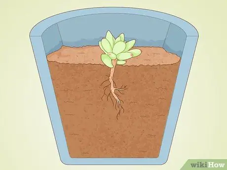 Размножение суккулентов черенками Шаг 15