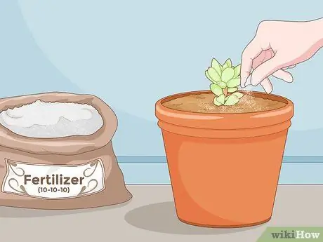 Размножение суккулентов черенками, шаг 16