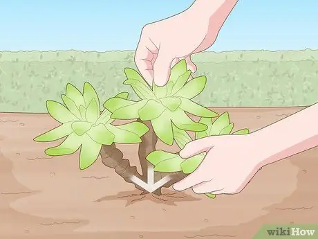 Размножение суккулентов черенками, шаг 3