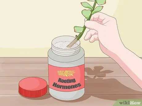 Размножение суккулентов черенками, шаг 7