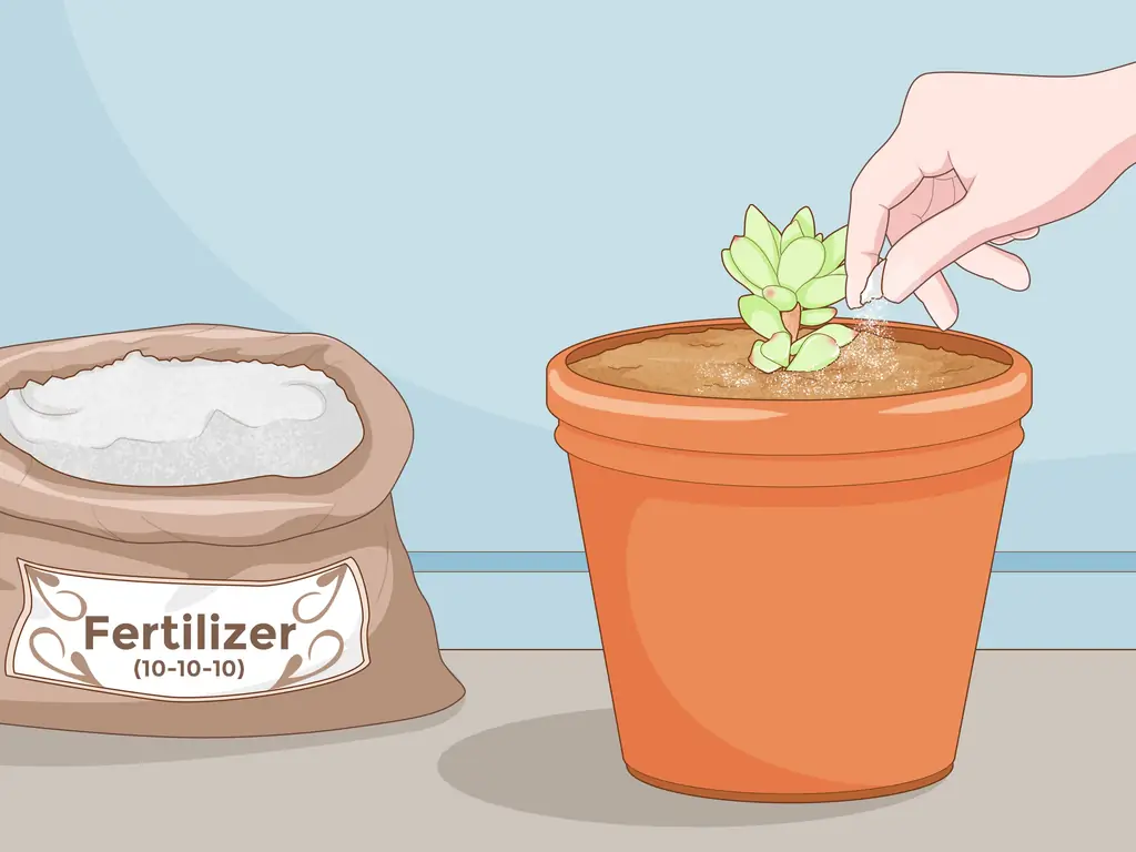 Как размножить суккулент черенками (с иллюстрациями)