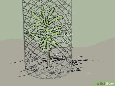 Посадка деревьев для проекта лесовосстановления Шаг 10