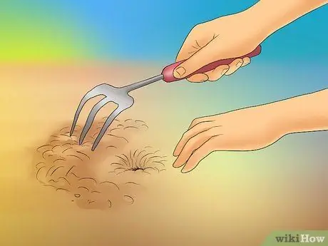 Выращивание каштанов Шаг 10