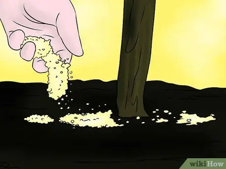 Уход за кустом пурпурного цветочного картофеля Шаг 9