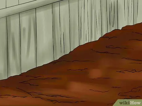 Перезимовавшие луковицы лилий Шаг 14