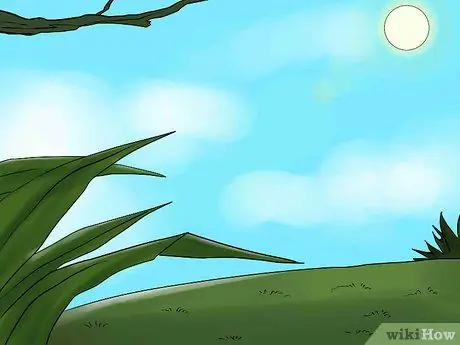 Перезимовавшие луковицы лилий Шаг 13