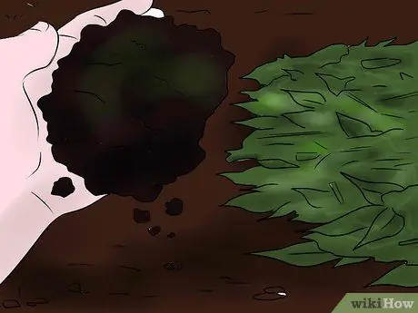 Уход за кустом пурпурного цветочного картофеля Шаг 4