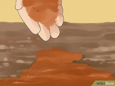 Садовые овощи весной Шаг 5