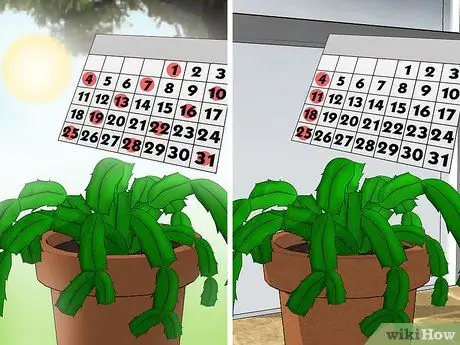 Уход за рождественским кактусом Шаг 6