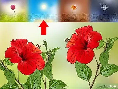 Размножение гибискуса, шаг 1