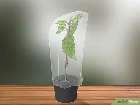Размножение гибискуса Шаг 10