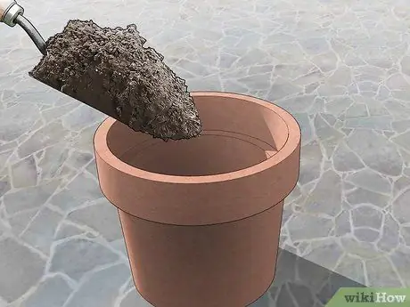 Размножение гибискуса Шаг 13