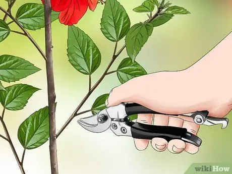 Размножение гибискуса, шаг 3
