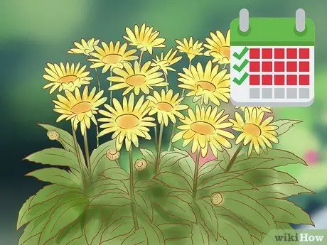 Черносливовые ромашки Шаг 5