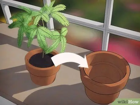 Выращивание чувствительного растения (Mimosa pudica) Шаг 7 Выращивание чувствительного растения (Mimosa pudica) Шаг 7