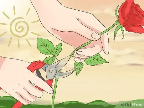 Сохранение срезанных цветов Шаг 1 Сохранение срезанных цветов Шаг 1