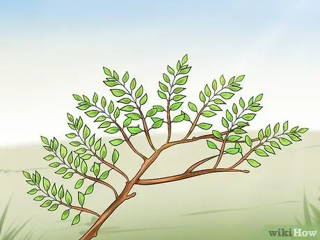 Заставьте глицинию зацветать, шаг 11