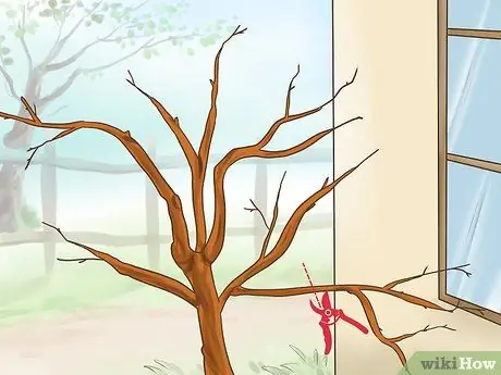 Заставьте глицинию зацветать, шаг 5