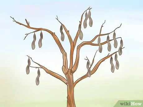 Заставьте глицинию зацветать, шаг 6