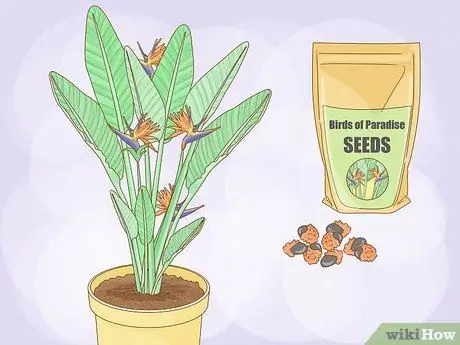Вырастить райскую птицу Шаг 1