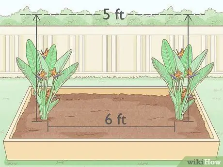 Вырастить райскую птицу Шаг 5
