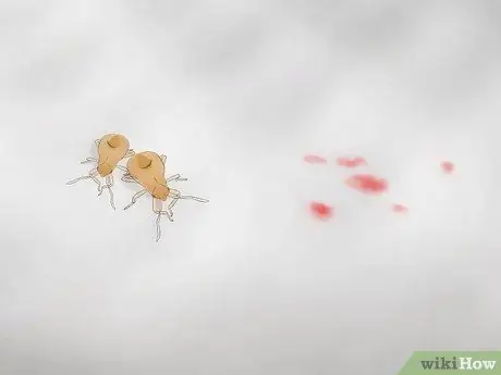 Избавьтесь от клопов, шаг 2