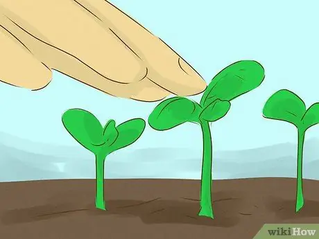 Выращивайте здоровые саженцы Шаг 12