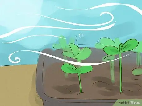 Выращивайте здоровые саженцы Шаг 13