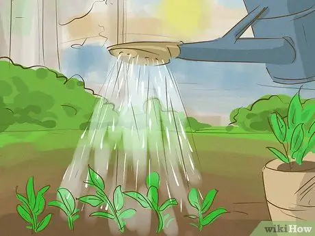 Выращивайте здоровые саженцы, шаг 16