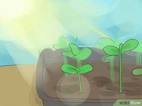 Выращивайте здоровые саженцы, шаг 9