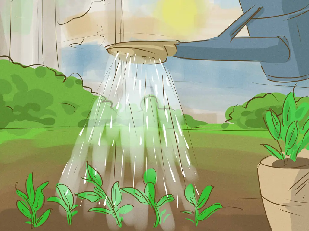 Как вырастить здоровую рассаду (с иллюстрациями)