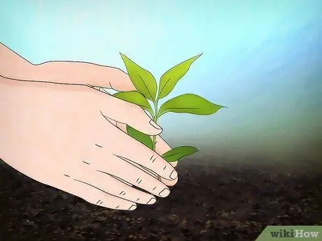 Выращивание цветущего кизила Шаг 10